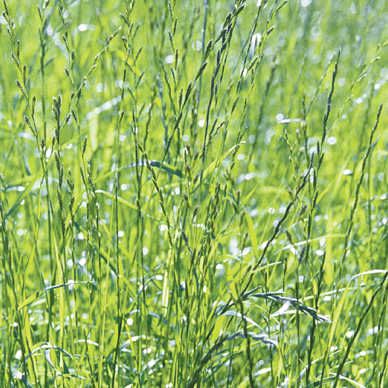Ryegrass - Semillas para Abono Verde