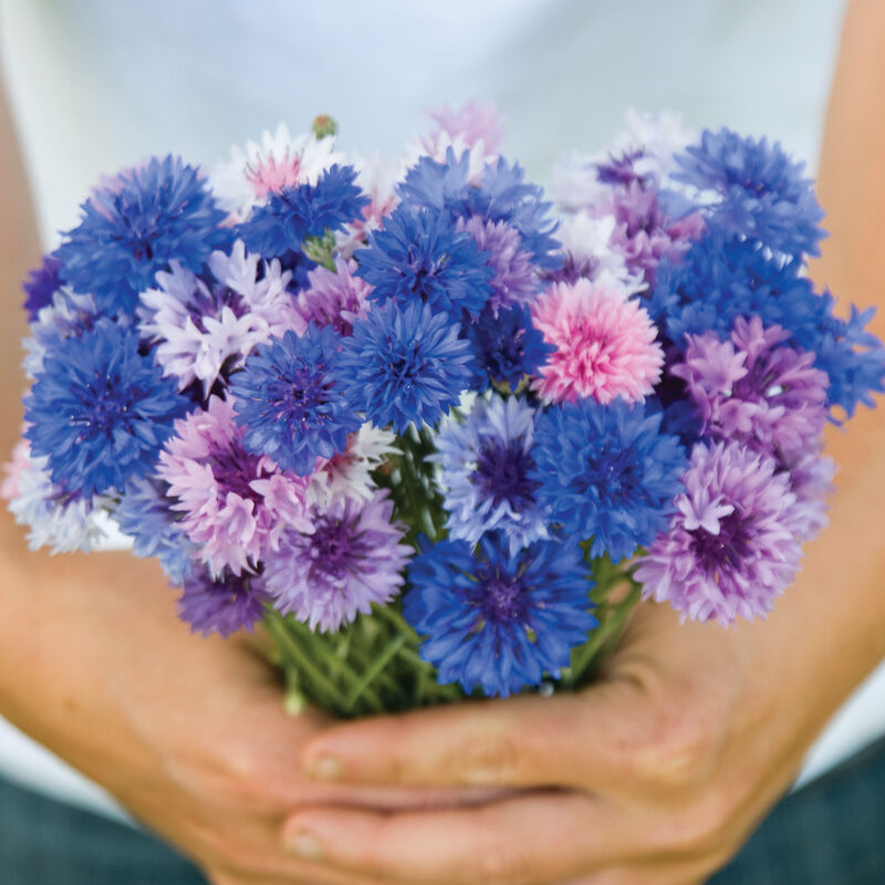 Choice Mix - Semillas de Flor Centaurea