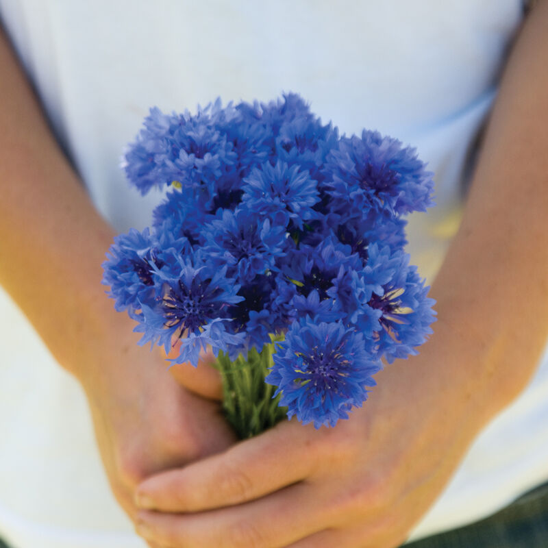 Florist Blue Boy - Semillas de Flor Centaurea