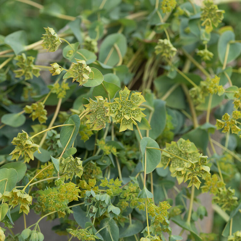 Green Gold - Semillas de Planta Bupleuro