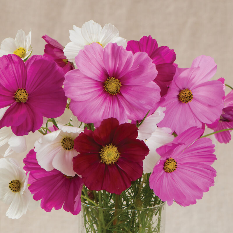 Sensation Mix - Semillas de Flor Cosmos