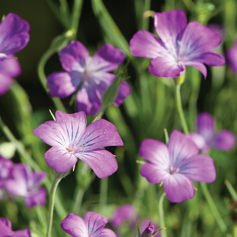 Purple Queen - Semillas de Flor Neguilla