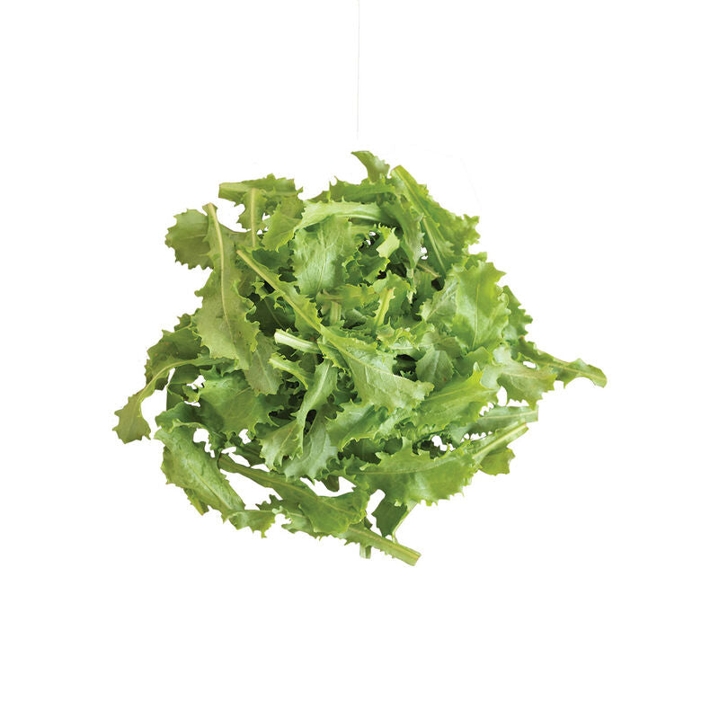 Clodia Semilla de endibia