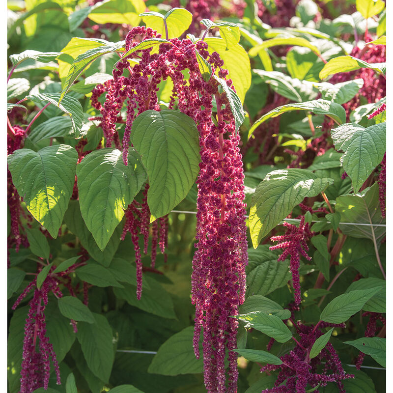 Love-Lies-Bleeding - Semillas de Amaranto