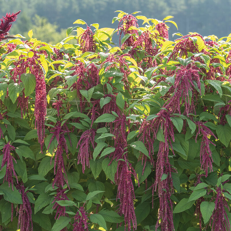 Love-Lies-Bleeding - Semillas de Amaranto