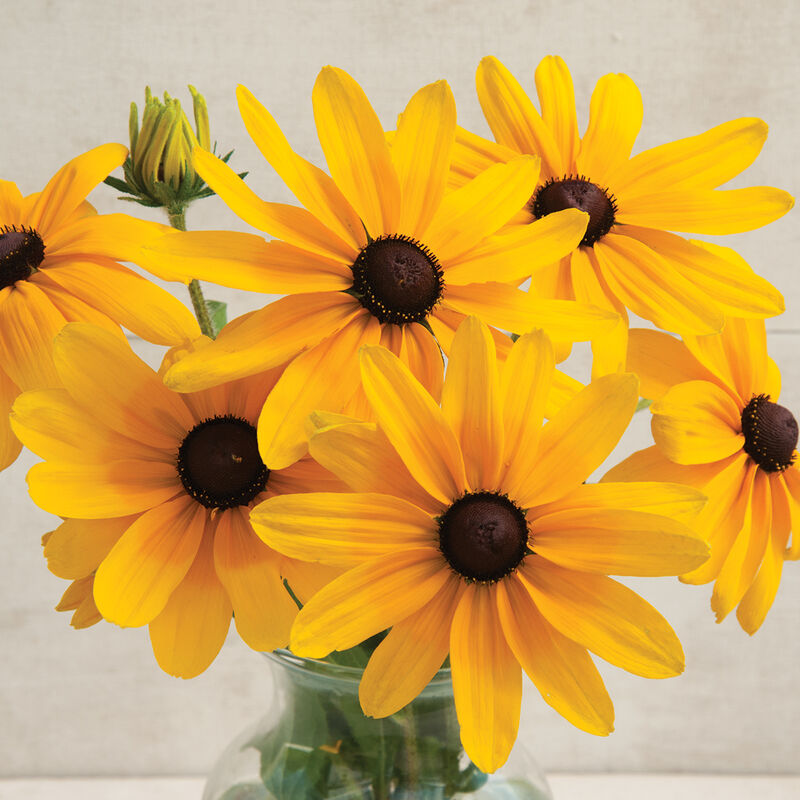 Indian Summer - Semillas de Flor Susan de Ojos Negros