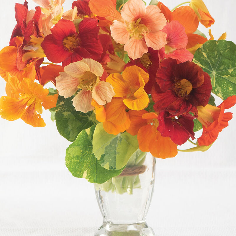 Alaska Mix - Semillas de Flor Capuchina