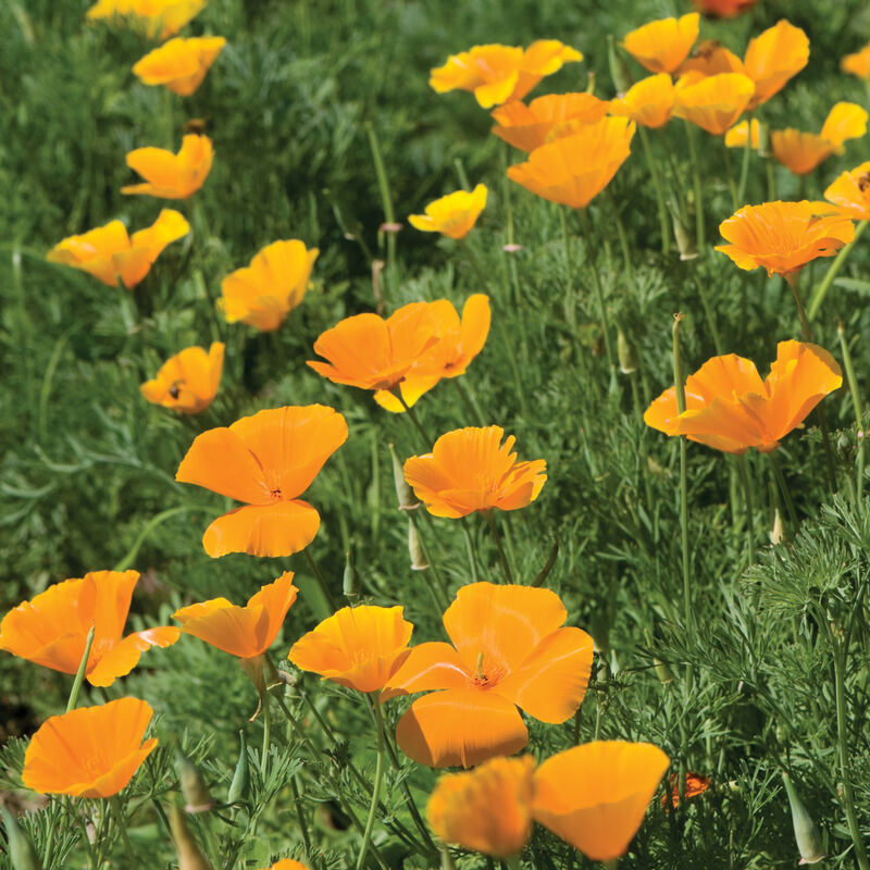 California Poppy - Semillas de Flor Amapola de California