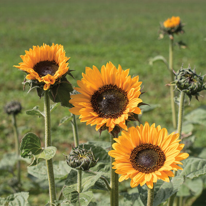Soraya - Semillas de Girasol