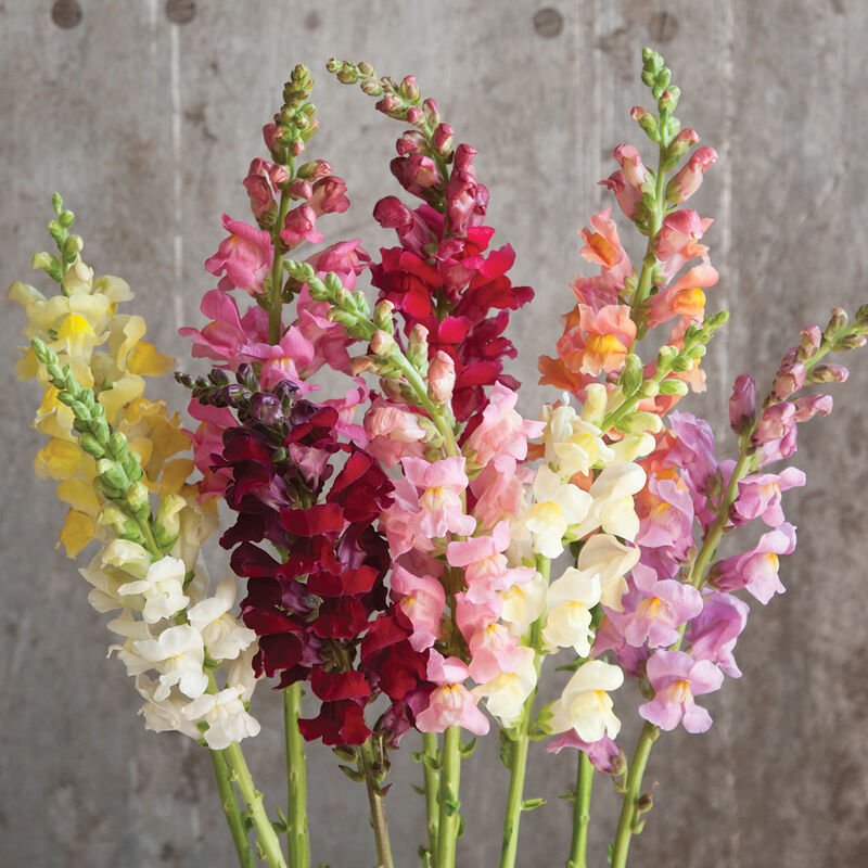Rocket Mix - Semillas F1 de Flor Boca de Dragon