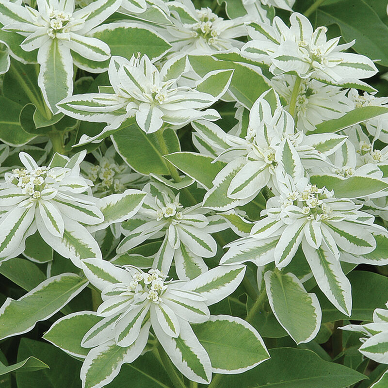 Mountain Snow - Semillas de Euphorbia