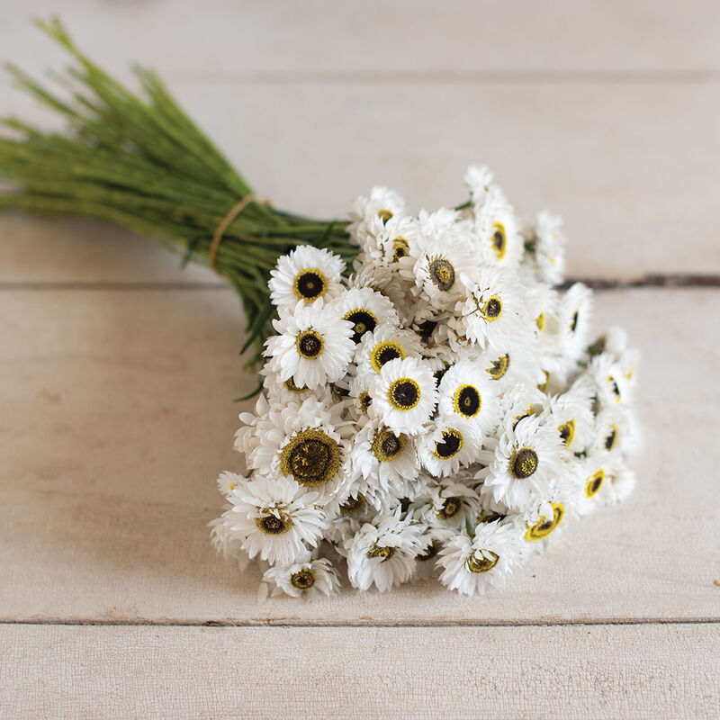 Pierrot White - Semillas de Flor Acroclinio