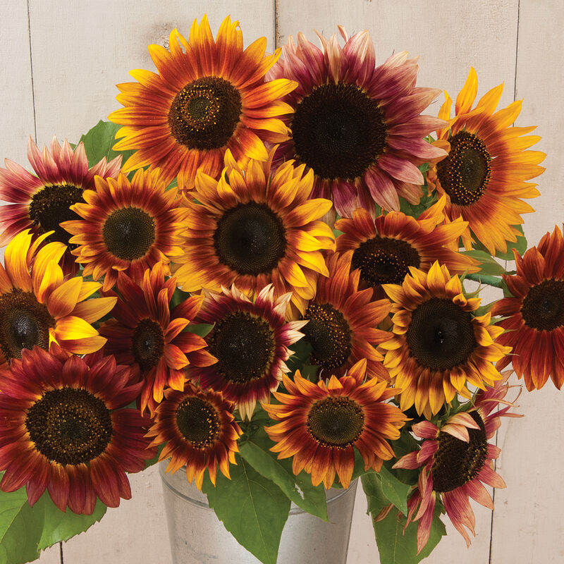 Autumn Beauty - Semillas de Girasol