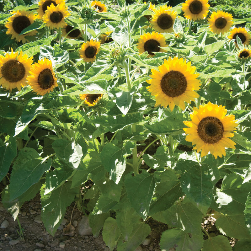 Big Smile - Semillas de Girasol Enano