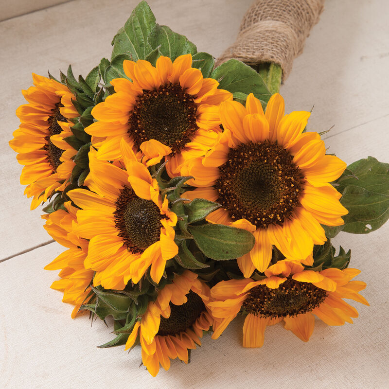 Sonja - Semillas de Girasol Alto