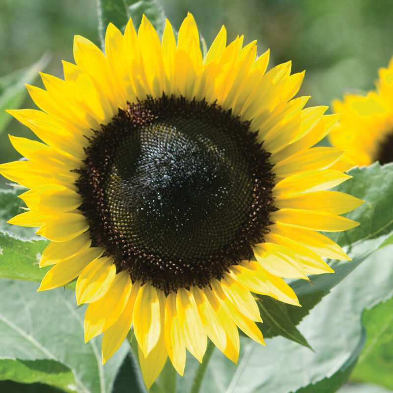 Sunrich Lemon - Semillas F1 de Girasol Alto