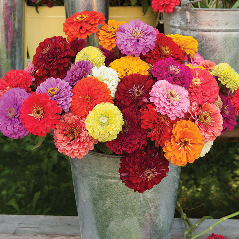 Benary's Giant Mix - Semillas de Flor Zinnia