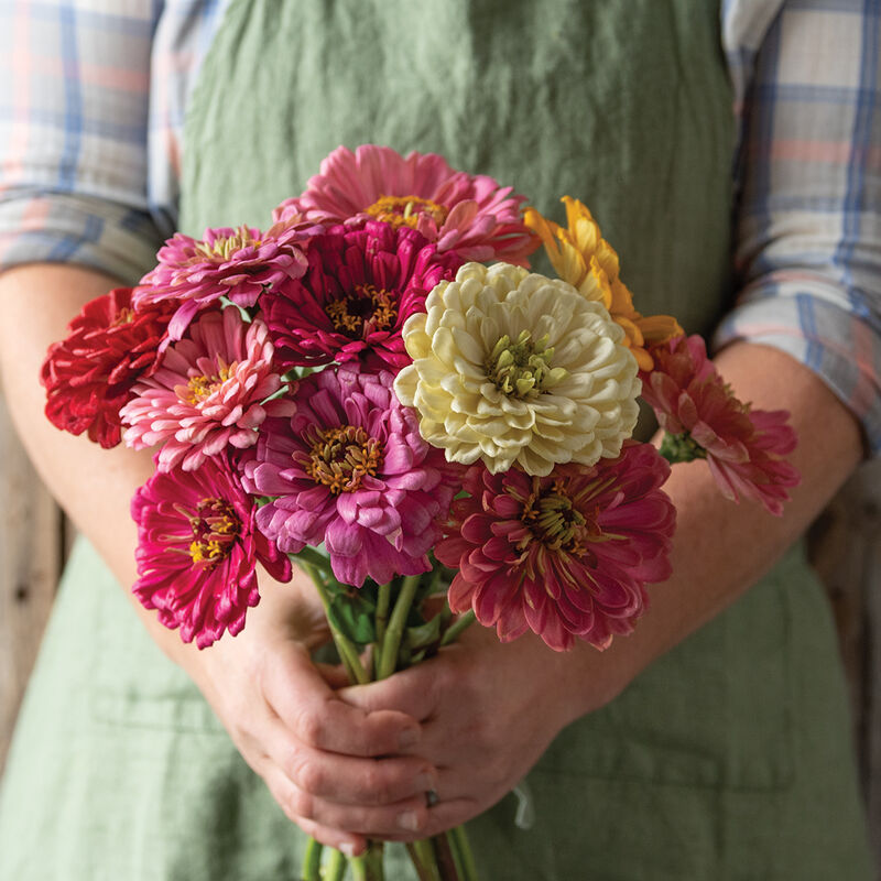 State Fair Mix - Semillas de Flor Zinnia