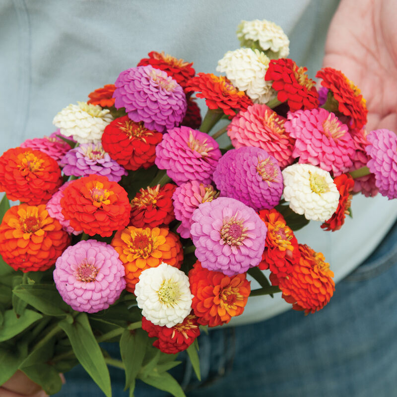 Sunbow Mix - Semillas de Flor Zinnia