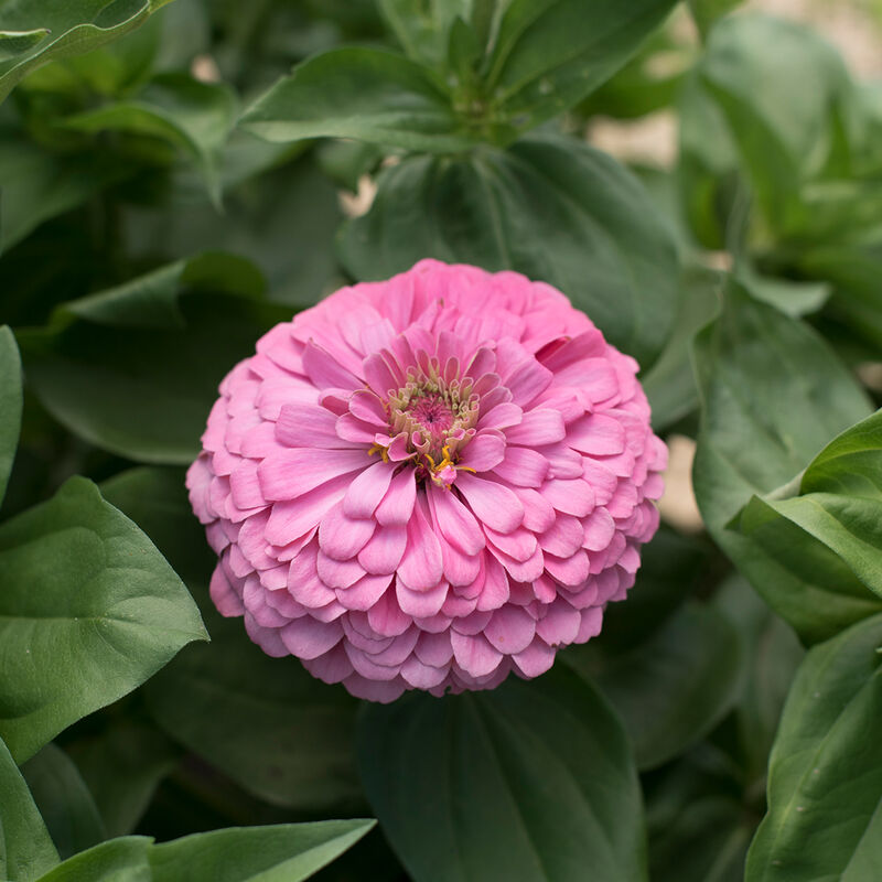 Benary's Giant Bright Pink - Semillas de Flor Zinnia