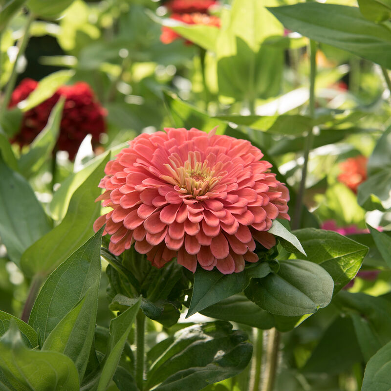 Benary's Giant Salmon Rose - Semillas de Flor Zinnia