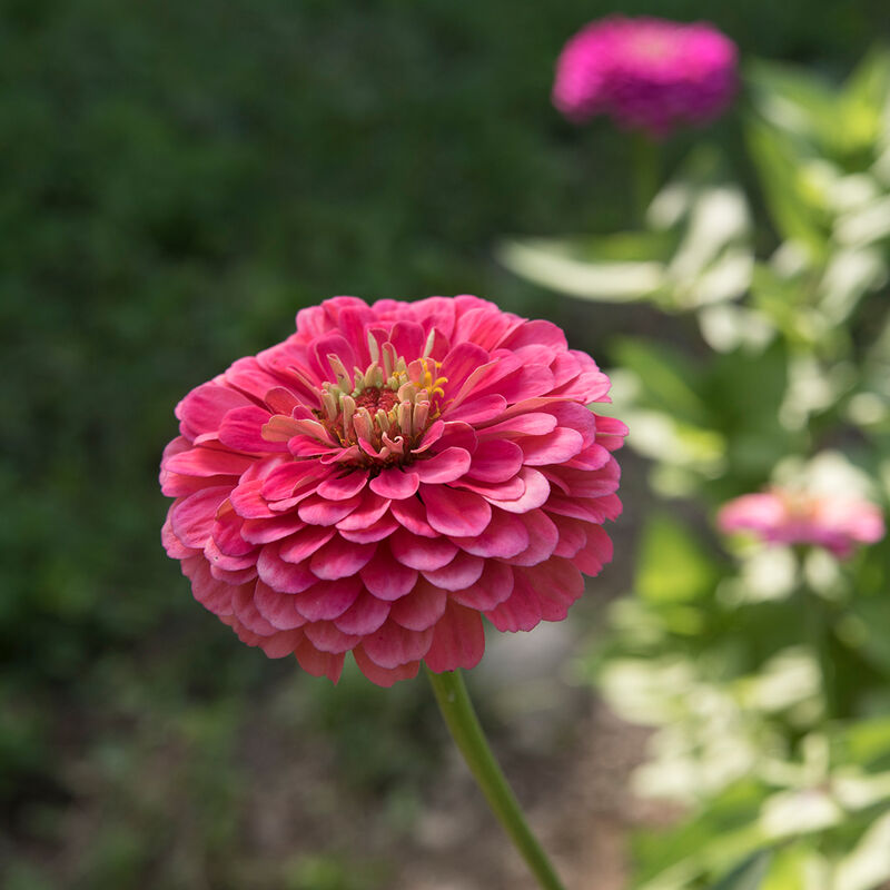Benary's Giant Carmine Rose - Semillas de Flor Zinnia - HYDROCULTURA