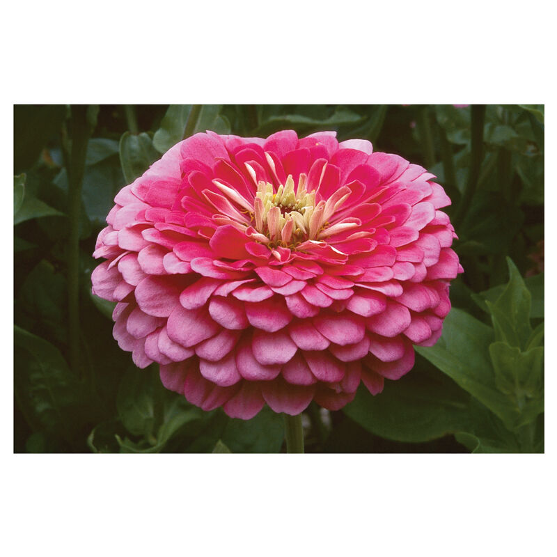 Benary's Giant Carmine Rose - Semillas de Flor Zinnia