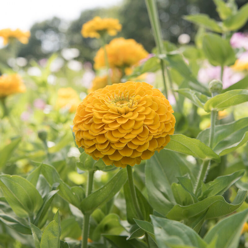 Benary&#39;s Giant Golden Yellow - Semillas de Flor Zinnia