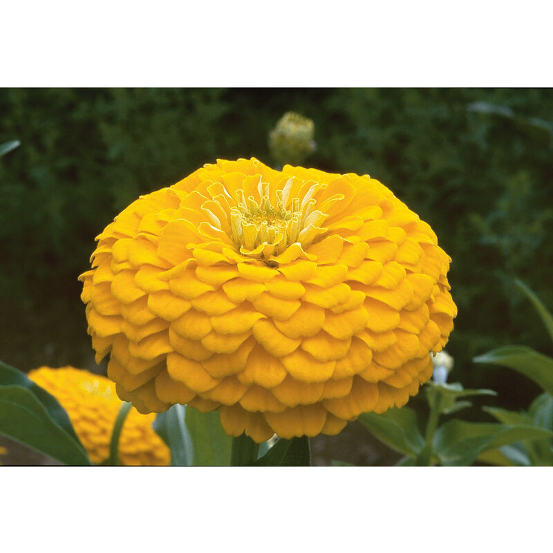 Benary's Giant Golden Yellow - Semillas de Flor Zinnia