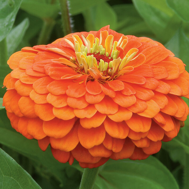 Benary's Giant Orange - Semillas de Flor Zinnia