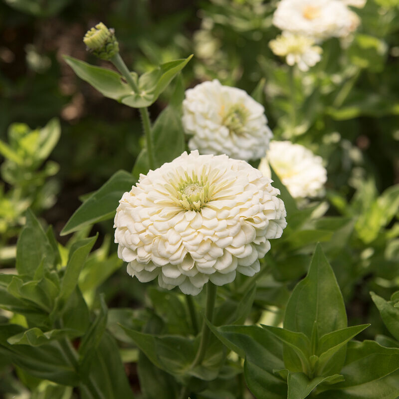 Benary's Giant White - Semillas de Flor Zinnia