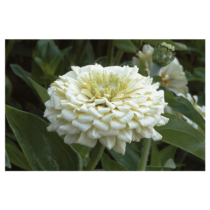 Benary's Giant White - Semillas de Flor Zinnia