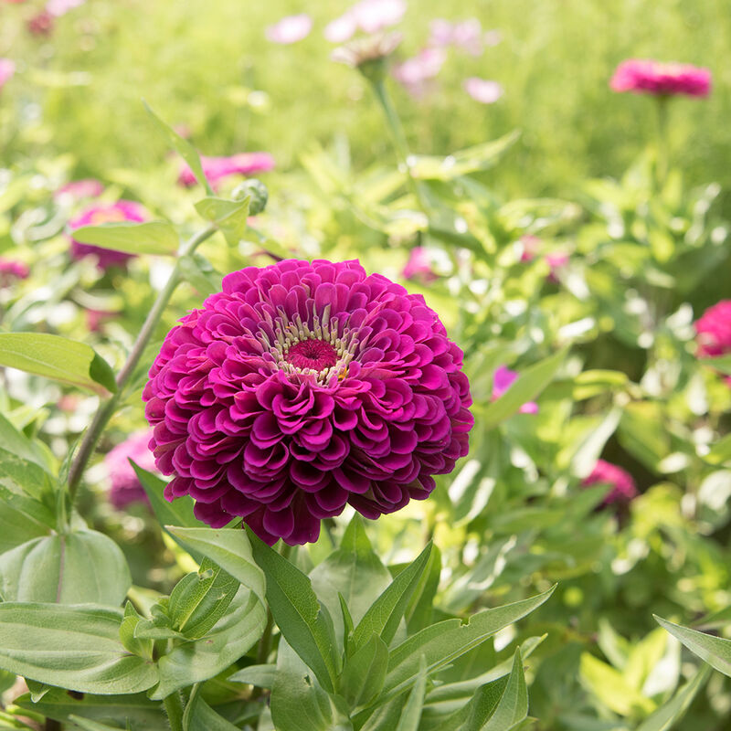 Benary's Giant Purple - Semillas de Flor Zinnia