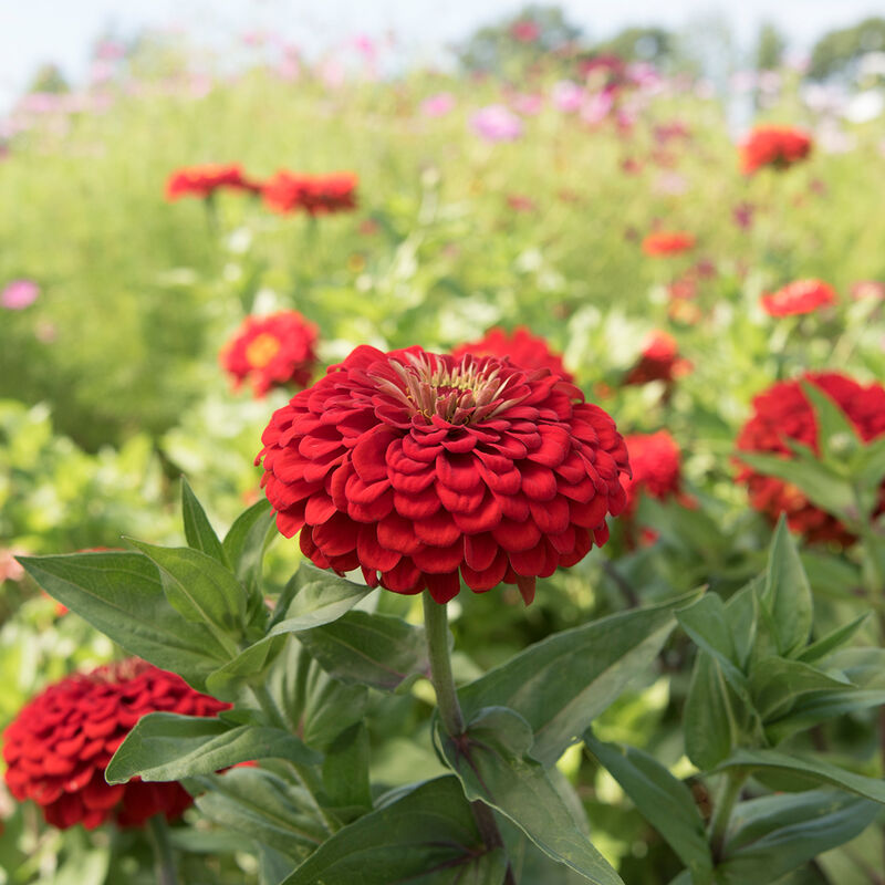 Benary's Giant Scarlet - Semillas de Flor Zinnia