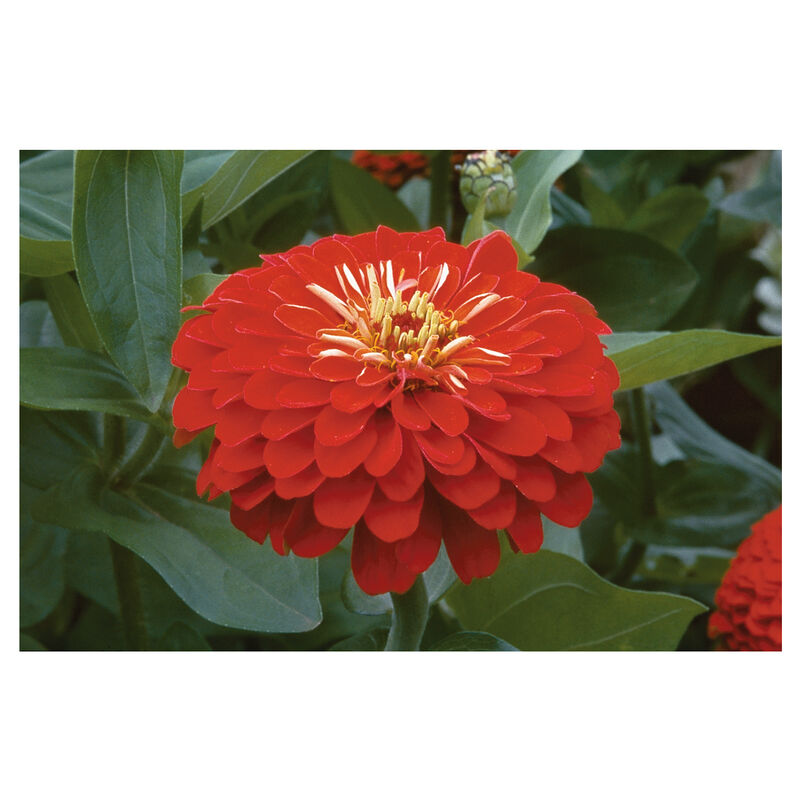 Benary's Giant Scarlet - Semillas de Flor Zinnia
