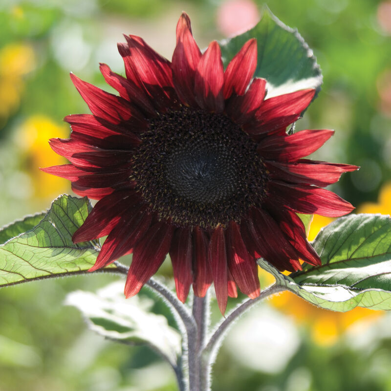 ProCut® Red - Semillas F1 de Girasol Alto