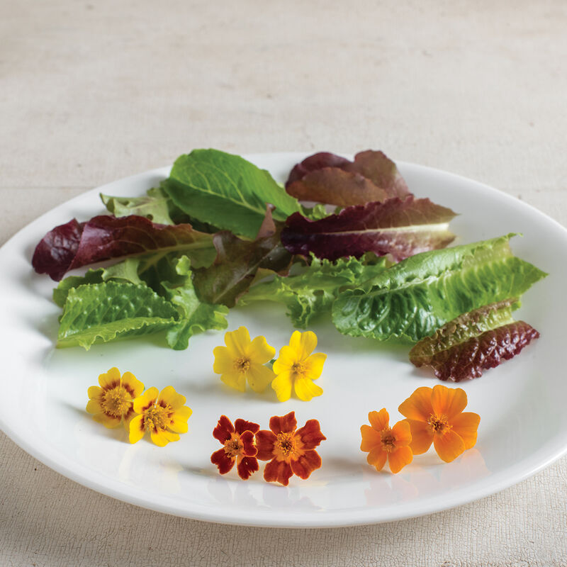 Tangerine Gem - Semillas de Flor Caléndula