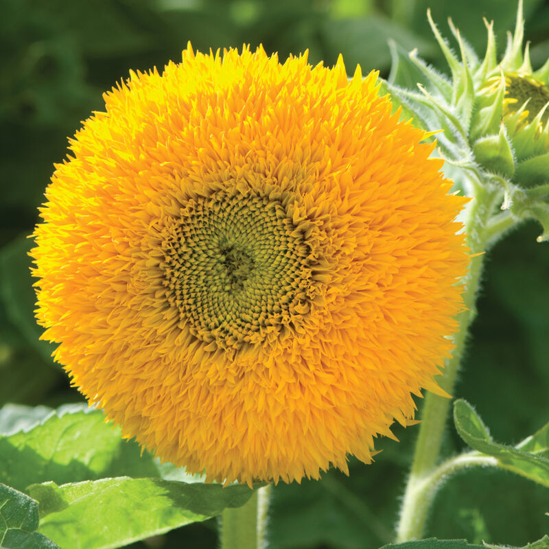 Teddy Bear - Semillas de Girasol Enano