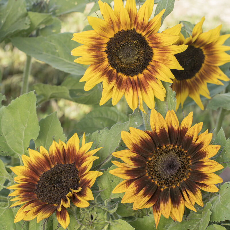 Ring of Fire - Semillas de Girasol