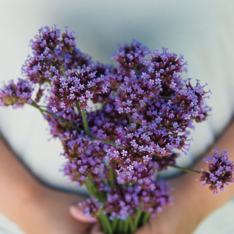 Verbena bonariensis - Semillas de flores