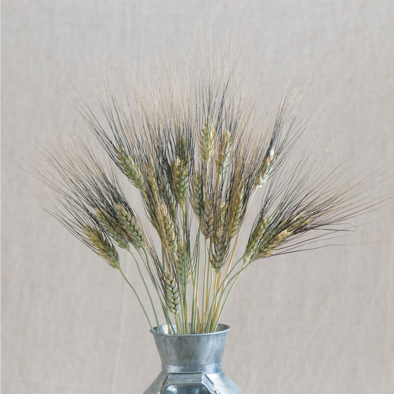 Black Tip Wheat - Semillas de Hierba Ornamental