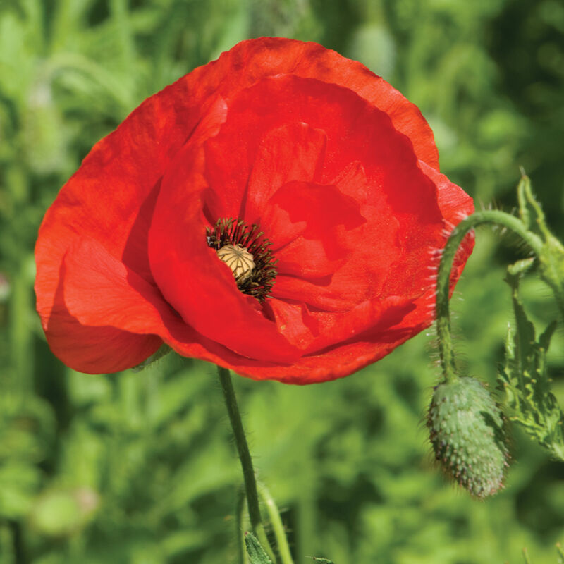 Corn Poppy - Semillas de Flor Amapola Silvestre