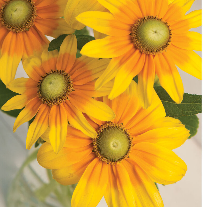 Prairie Sun - Semillas Peletizadas de Flor Susan de Ojos Negros