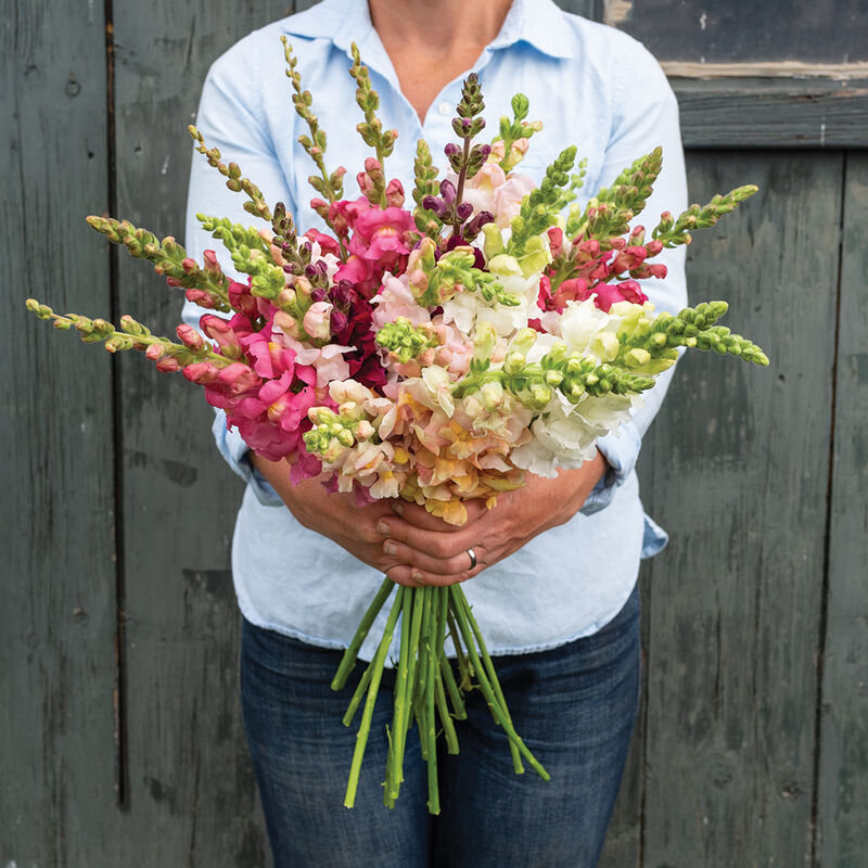 Costa II Mix - Semillas F1 de Flor Boca de Dragon