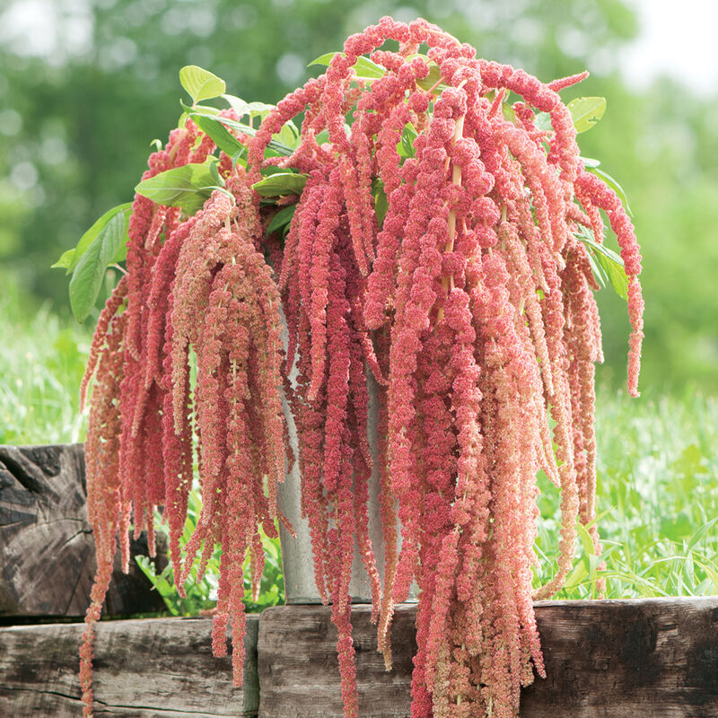 Coral Fountain - Semillas de Amaranto Rosa