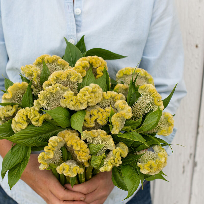 Cramer's Lemon Lime - Semillas de Flor Celosía