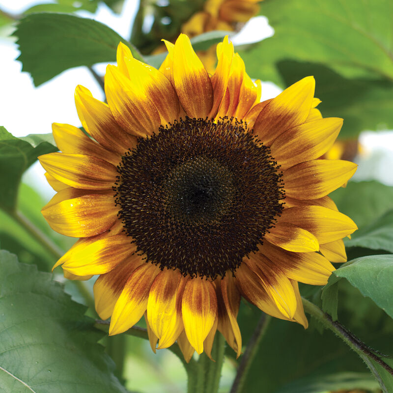 ProCut® Bicolor - Semillas F1 de Girasol Alto
