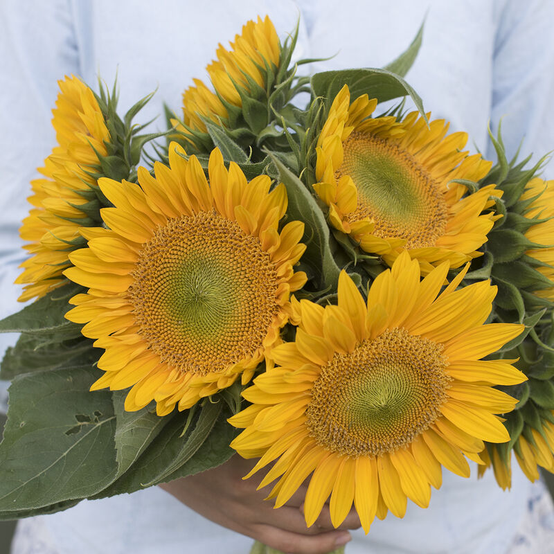 Sunrich Gold - Semillas F1 de Girasol Alto