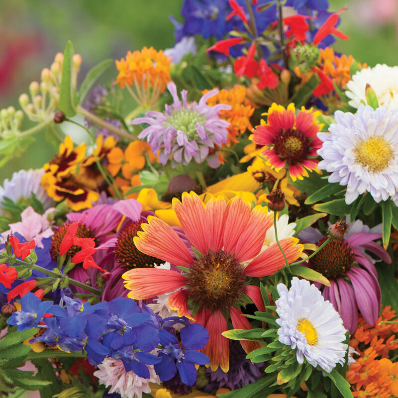 Butterfly and Hummingbird Mix - Semillas de flores