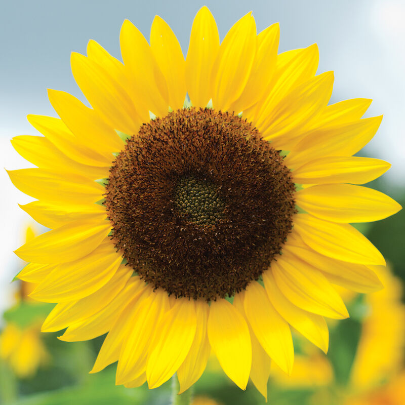 Full Sun Improved - Semillas F1 de Girasol Alto